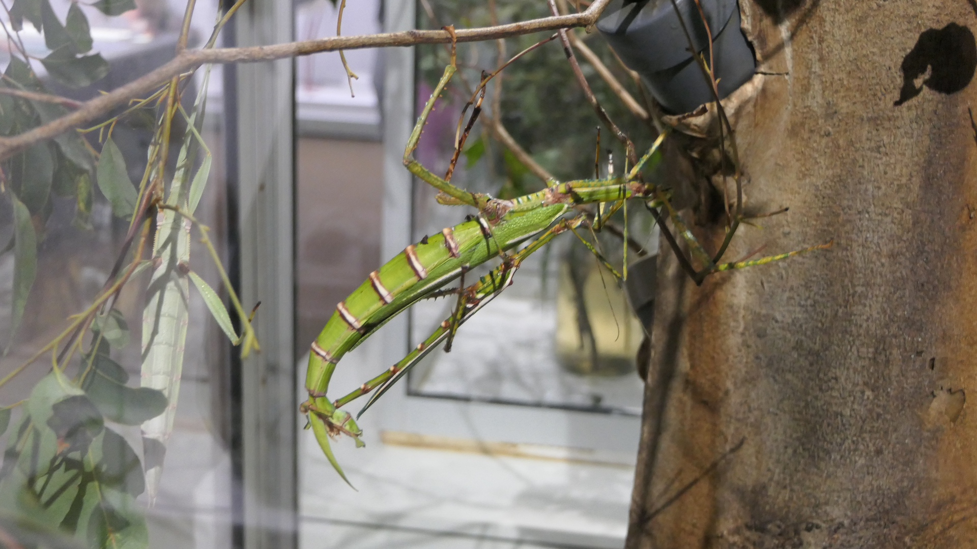 Goliath Stick Insect