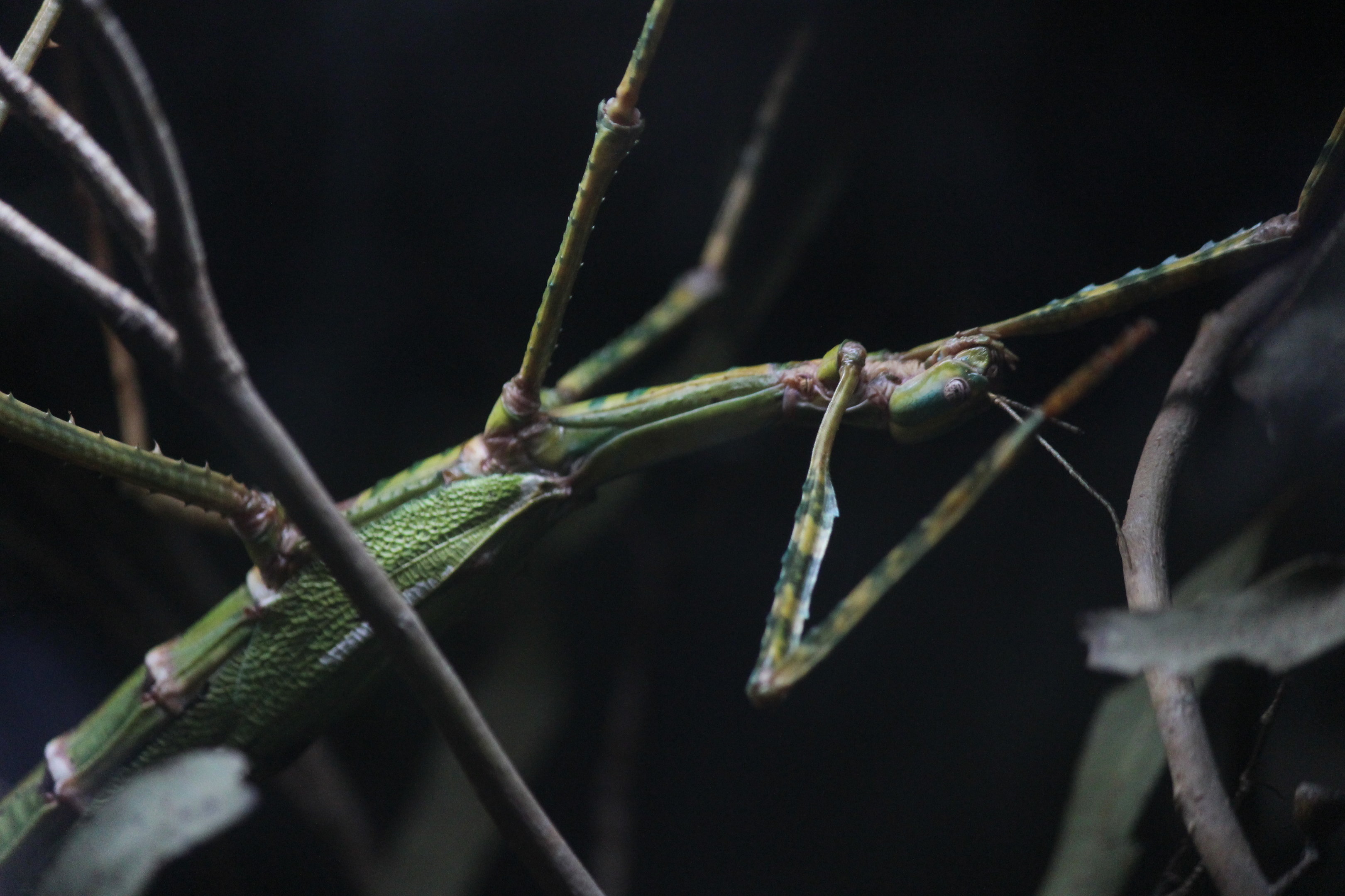 Goliath Stick Insect