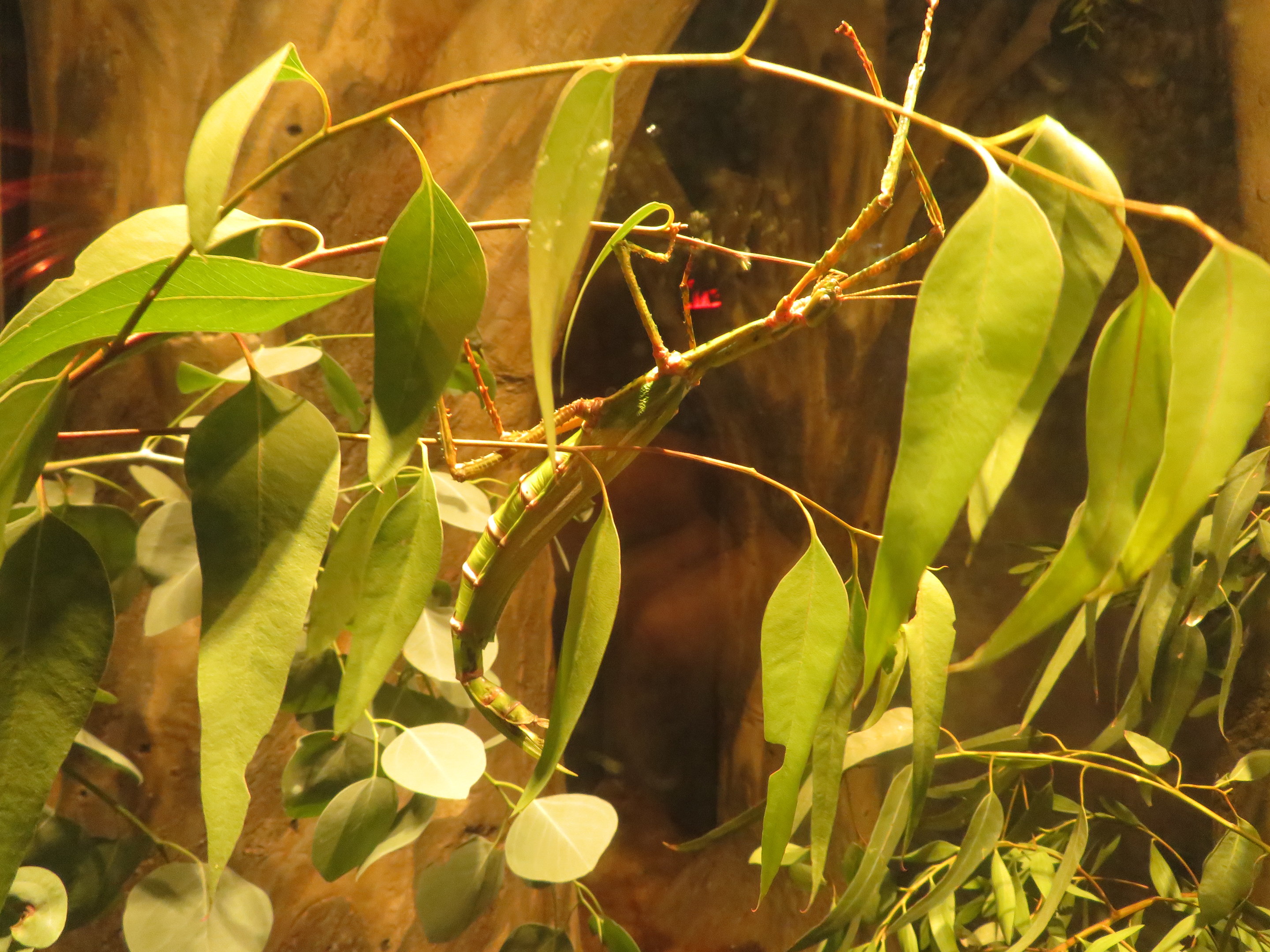 Goliath Stick Insect