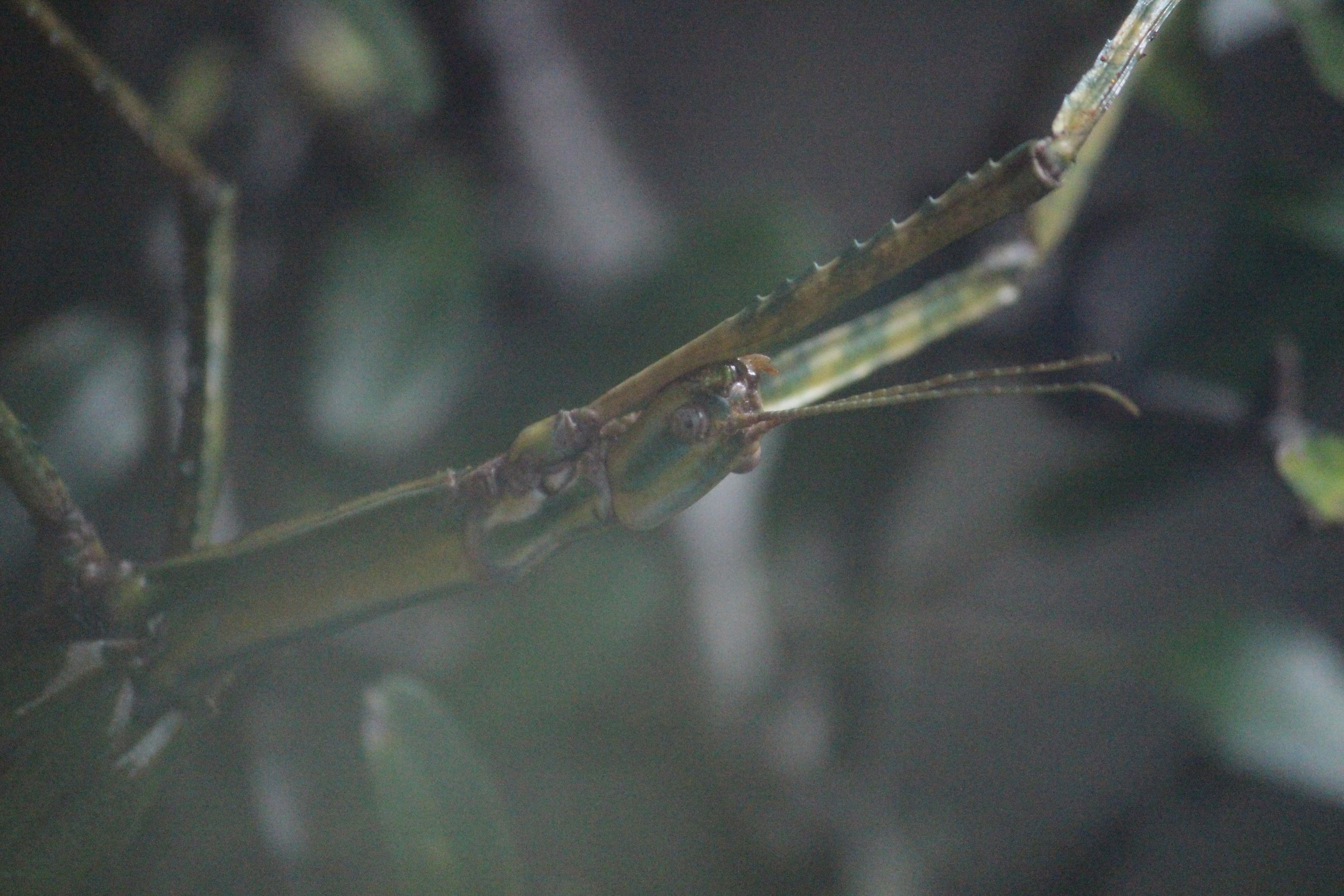 Goliath Stick Insect