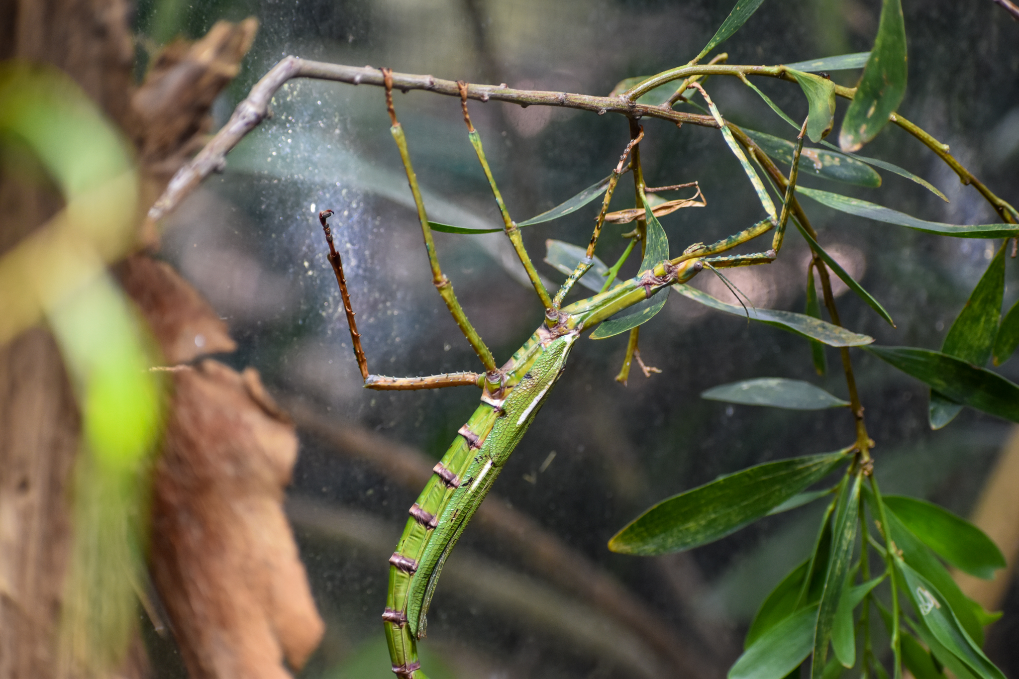 Goliath Stick Insect