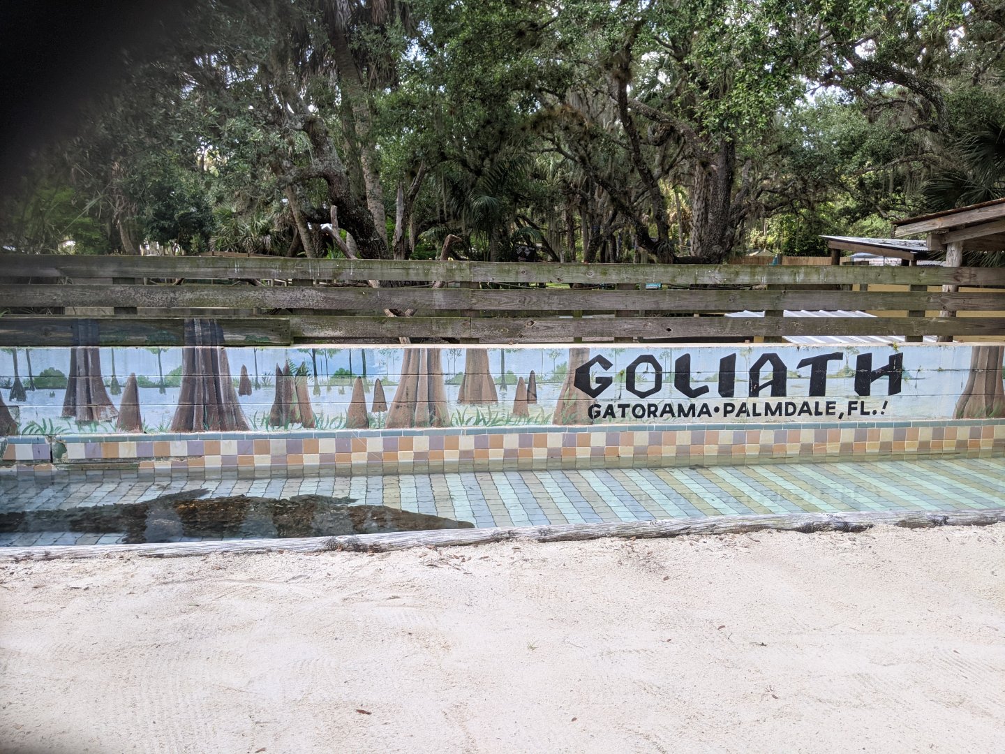 Goliath the crocodile