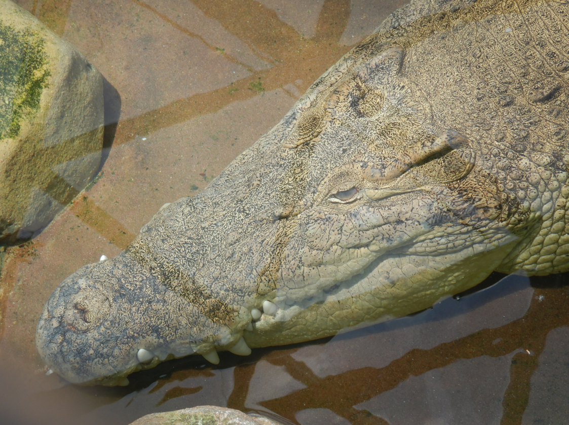Goliath, the sedate crocodile