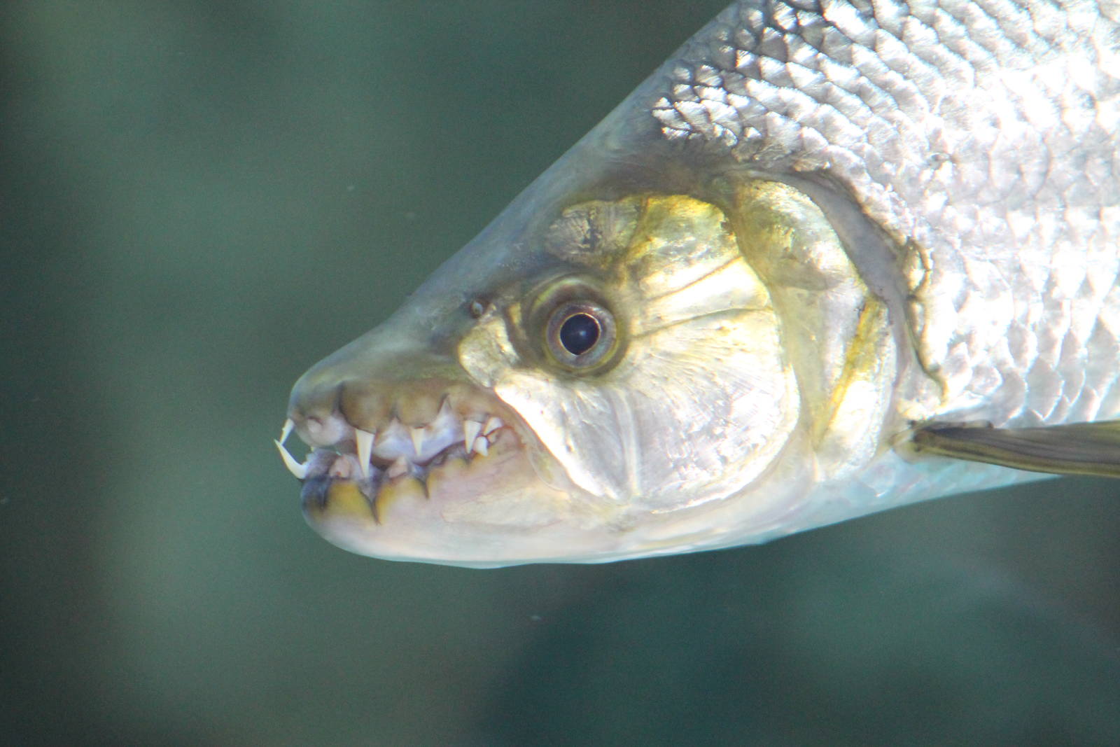 goliath tigerfish (Hydrocynus goliath)