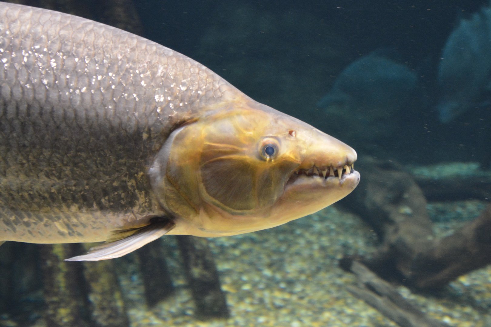 Goliath tigerfish (Hydrocynus goliath)