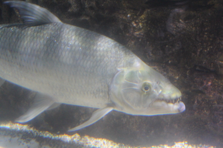 Goliath tigerfish (Hydrocynus goliath)