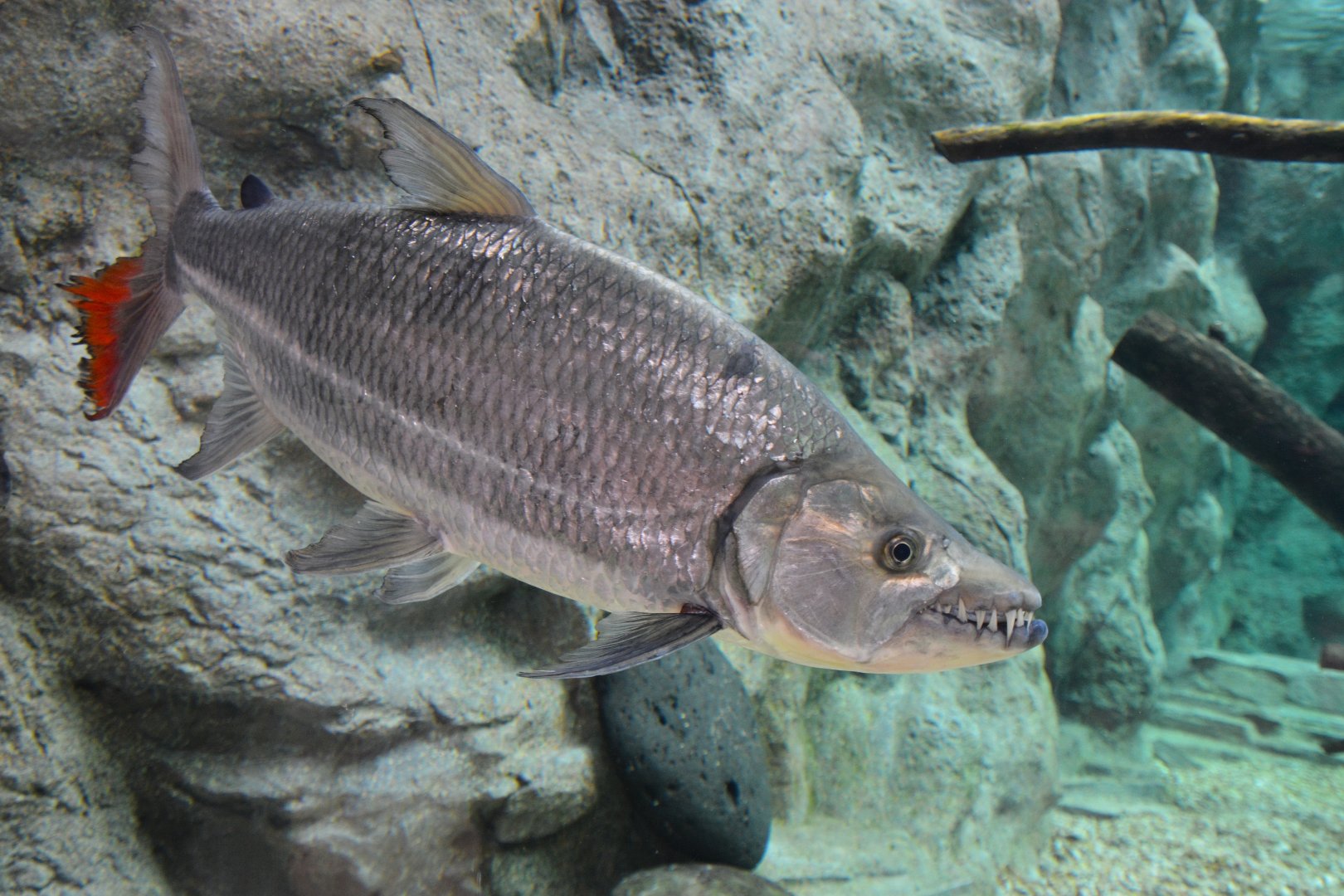Goliath tigerfish (Hydrocynus goliath)