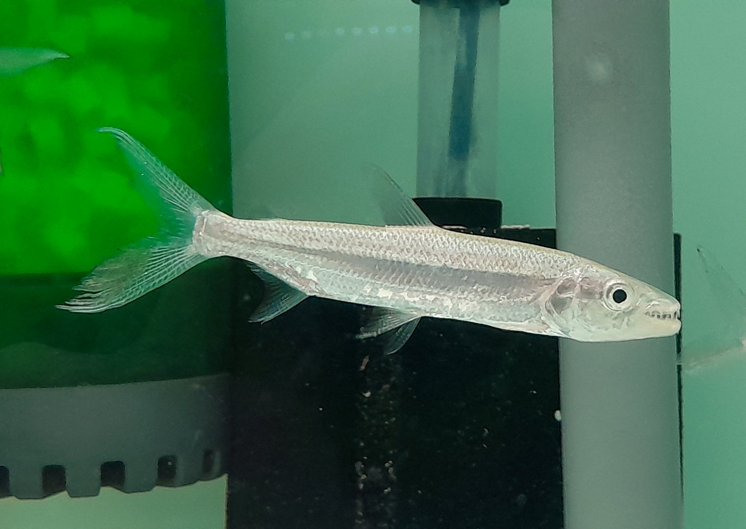 Goliath Tigerfish (Hydrocynus goliath)