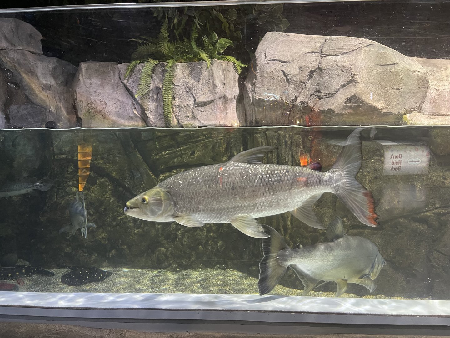 goliath tigerfish (hydrocynus goliath)