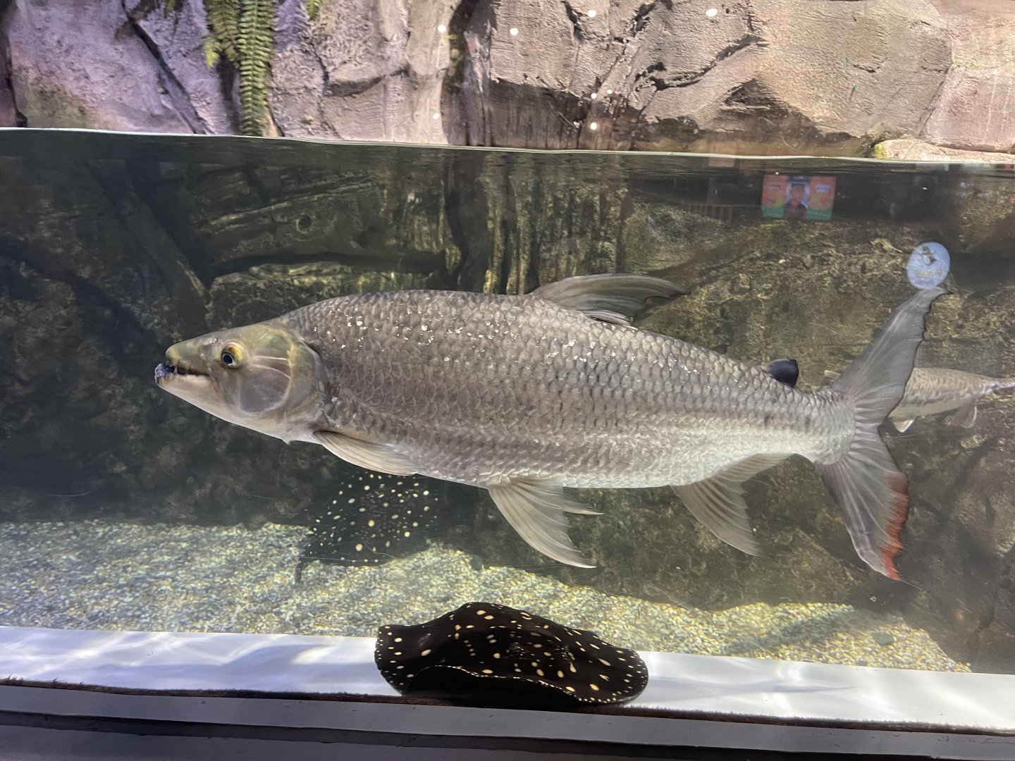 goliath tigerfish (hydrocynus goliath)