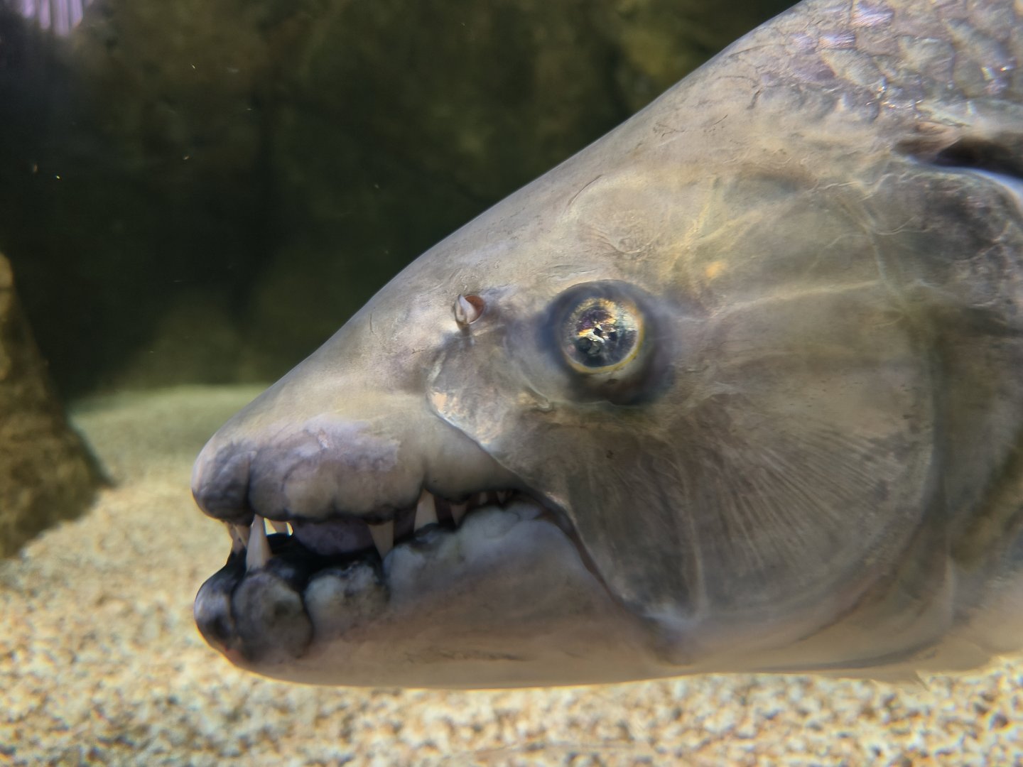 Goliath Tigerfish (Hydrocynus goliath)