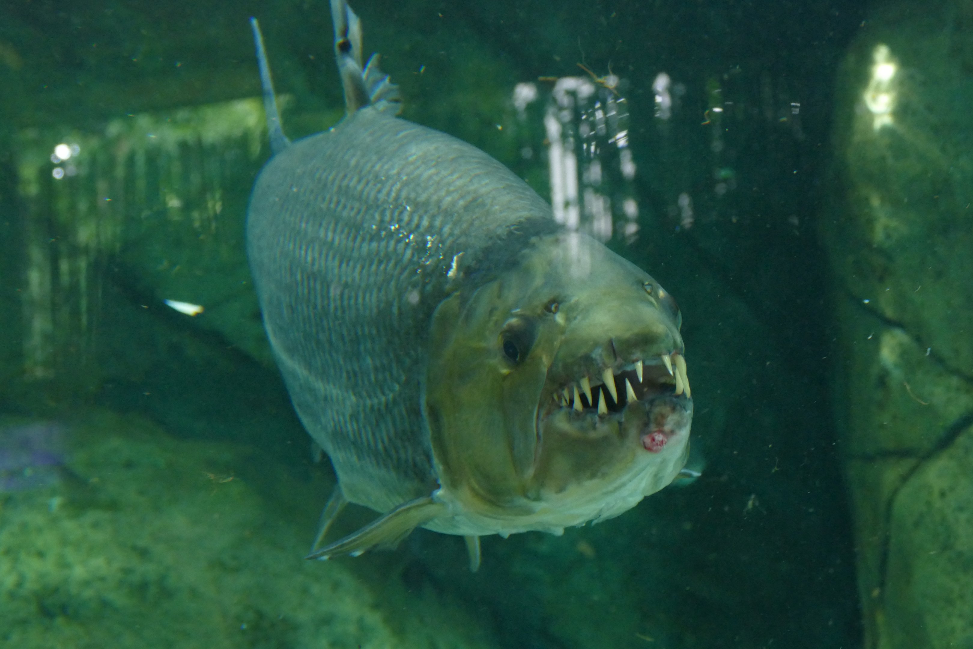 Goliath Tigerfish