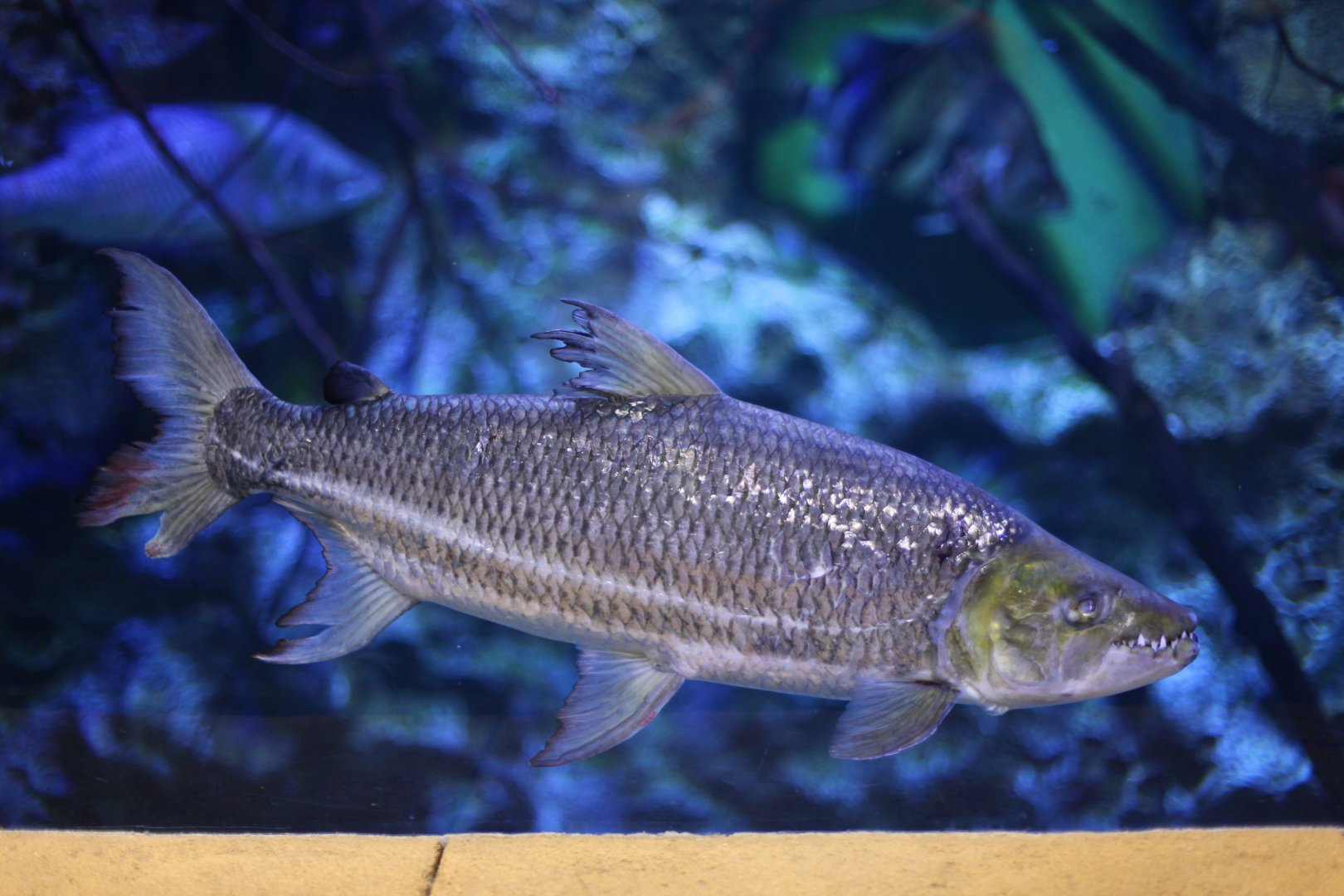 Goliath tigersifh (Hydrocynus goliath)