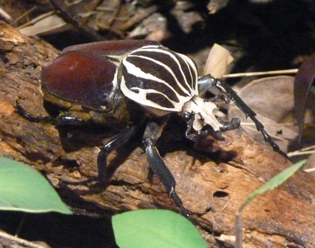 Goliathus goliathus (preserved)