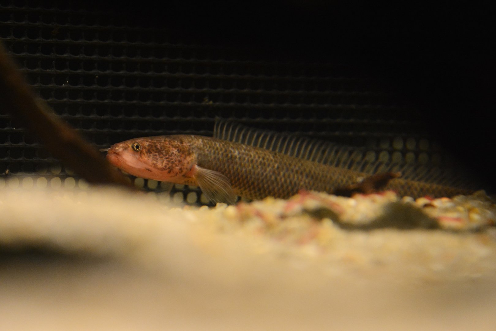 Gollum snakehead (Aenigmachanna gollum)