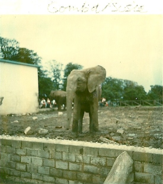 Gomba 1975, Susie in background