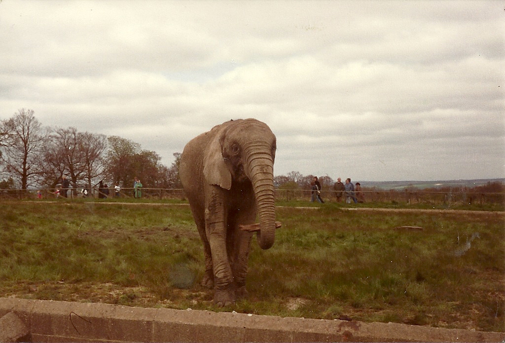 Gomba in sequence circa 1981 I