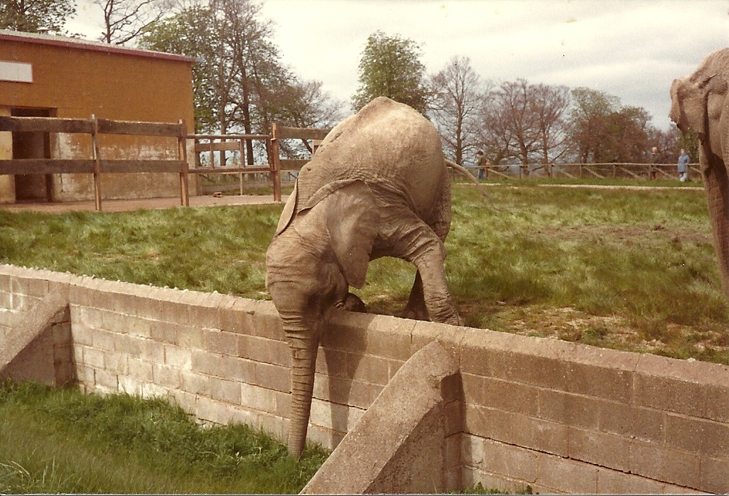 Gomba in sequence circa 1981 II