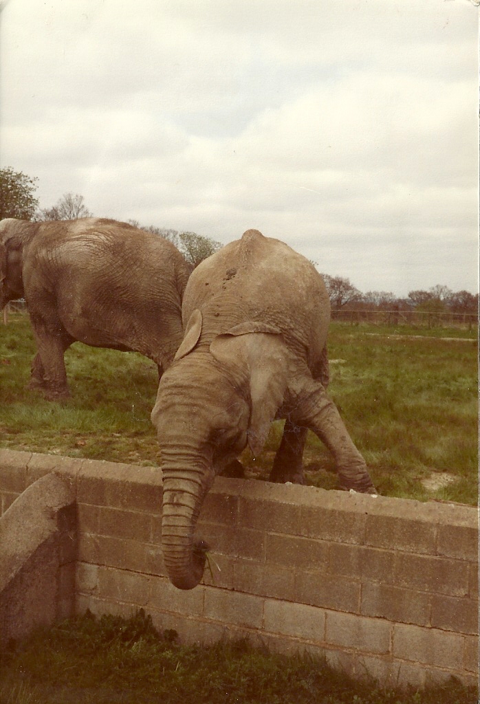 Gomba in sequence circa 1981 III