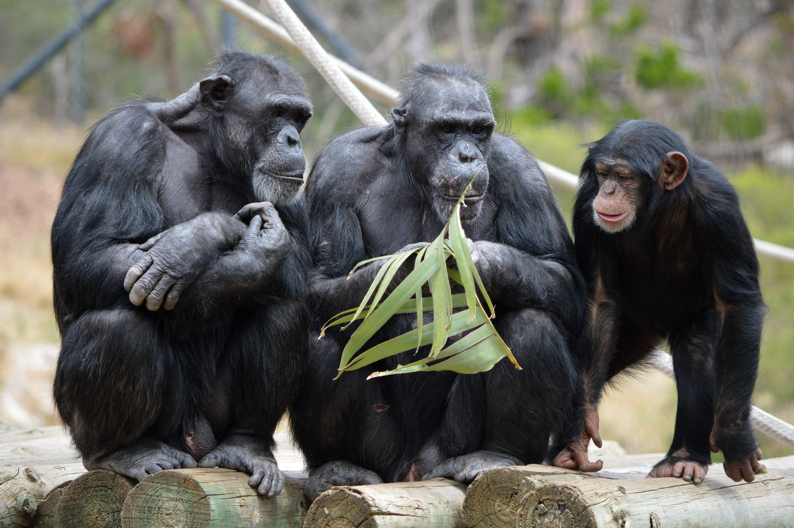 Gombe, Boyd and Zuri