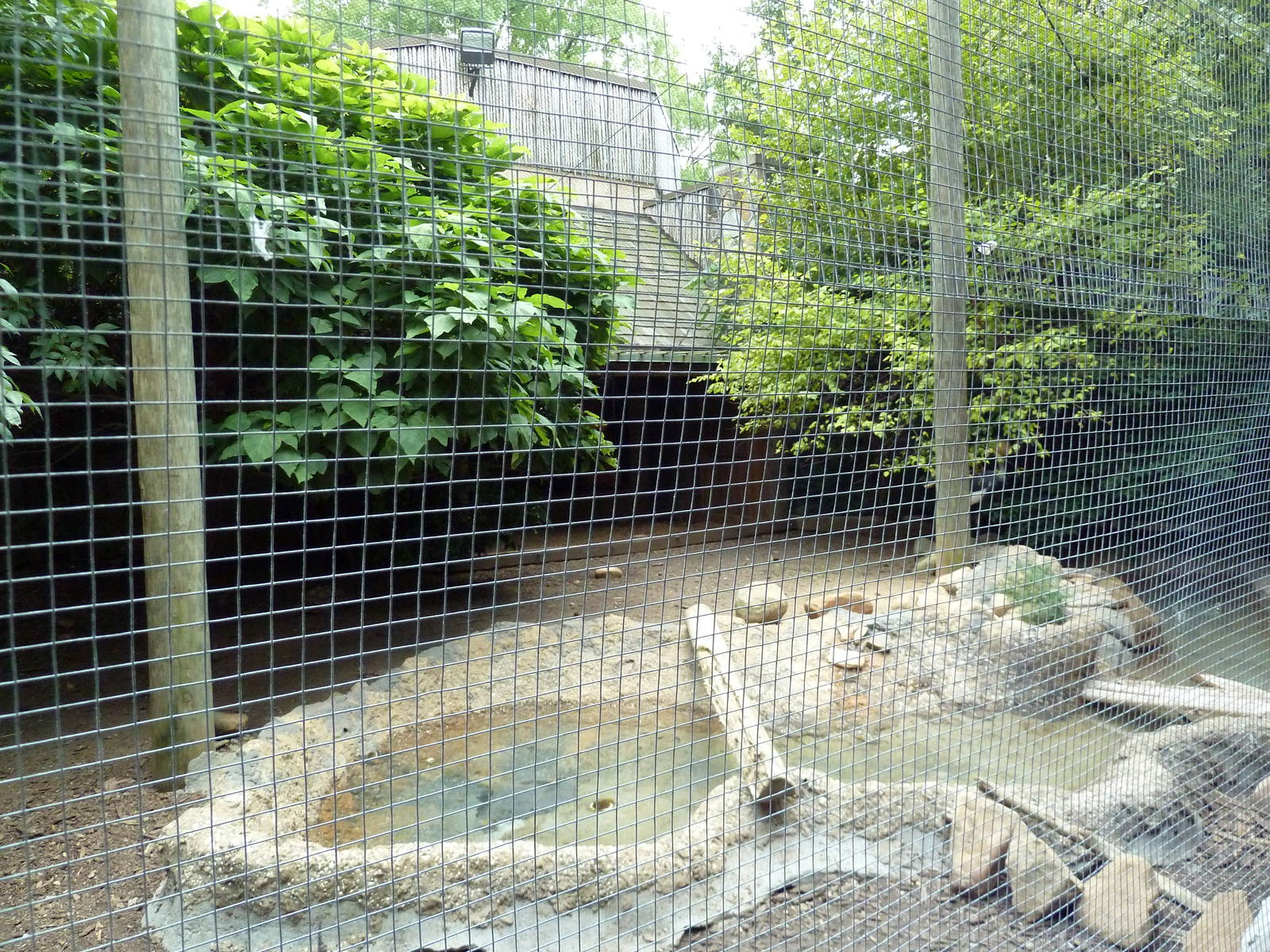 Gombe Forest - African Crowned Crane/Spur-Thighed Tortoise Exhibit