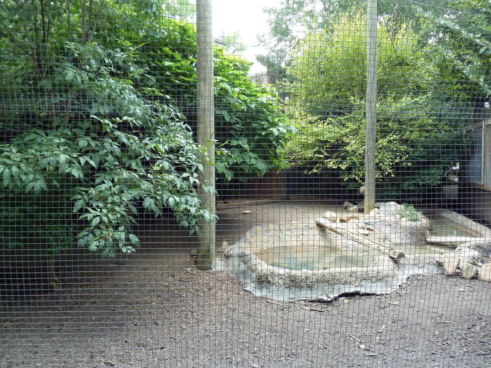 Gombe Forest - African Crowned Crane/Spur-Thighed Tortoise Exhibit