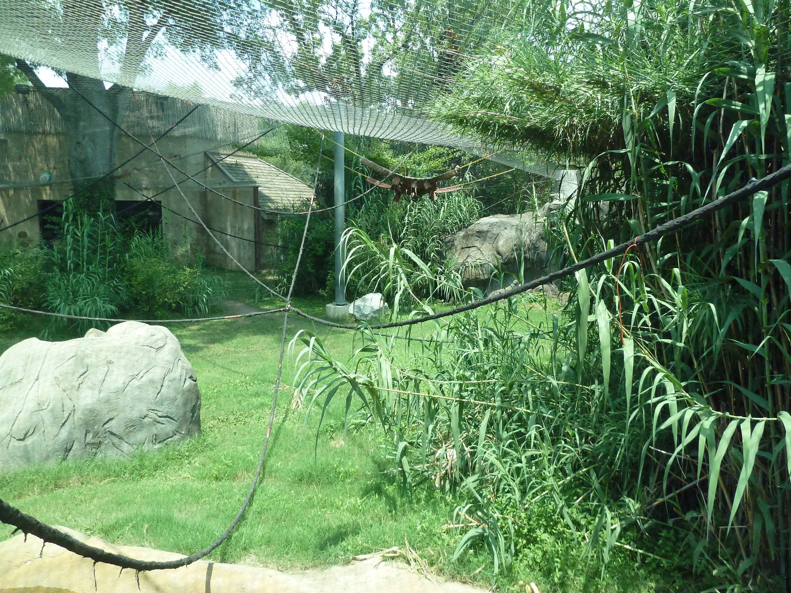 Gombe Forest - Chimpanzee Exhibit