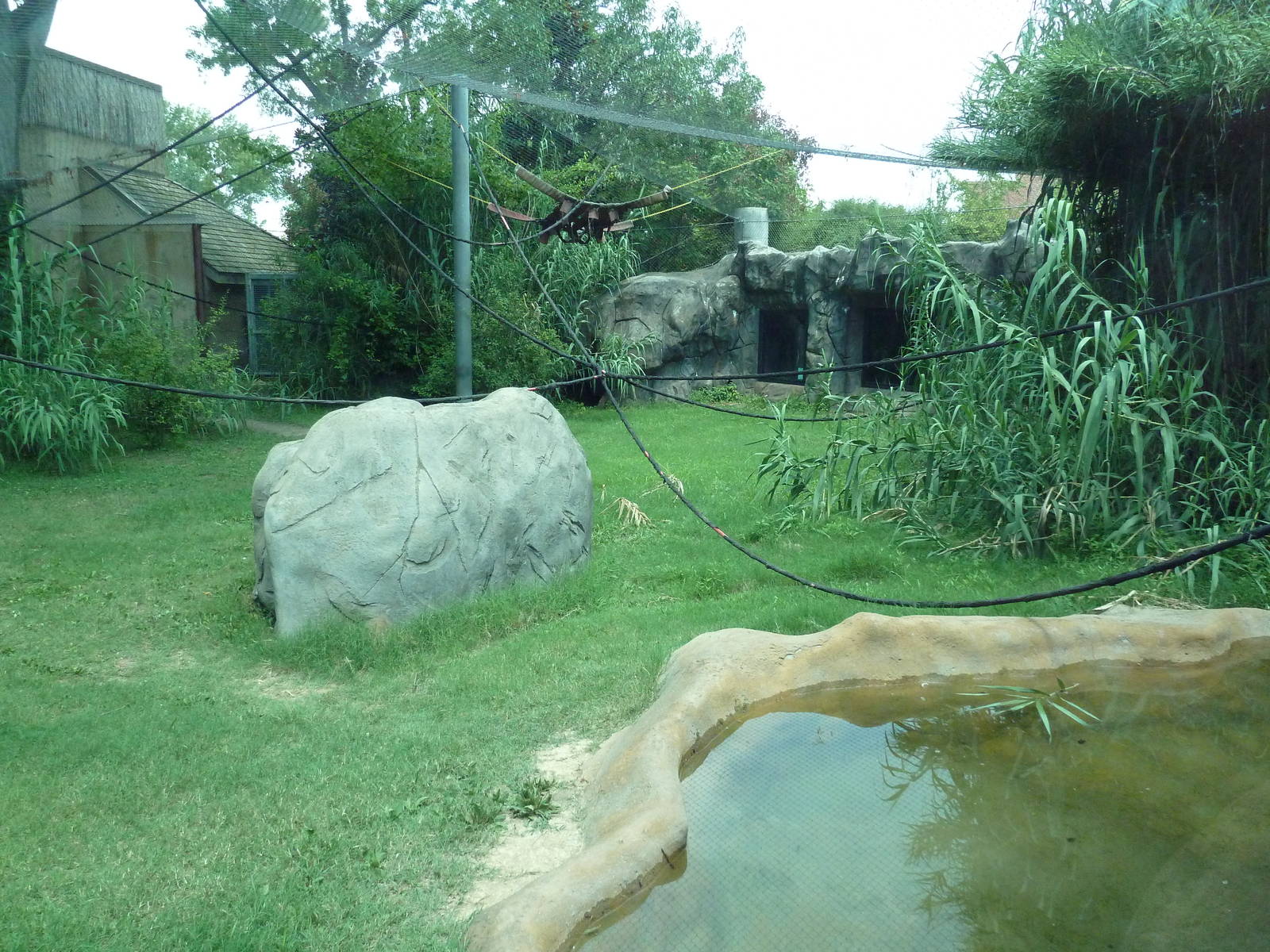 Gombe Forest - Chimpanzee Exhibit