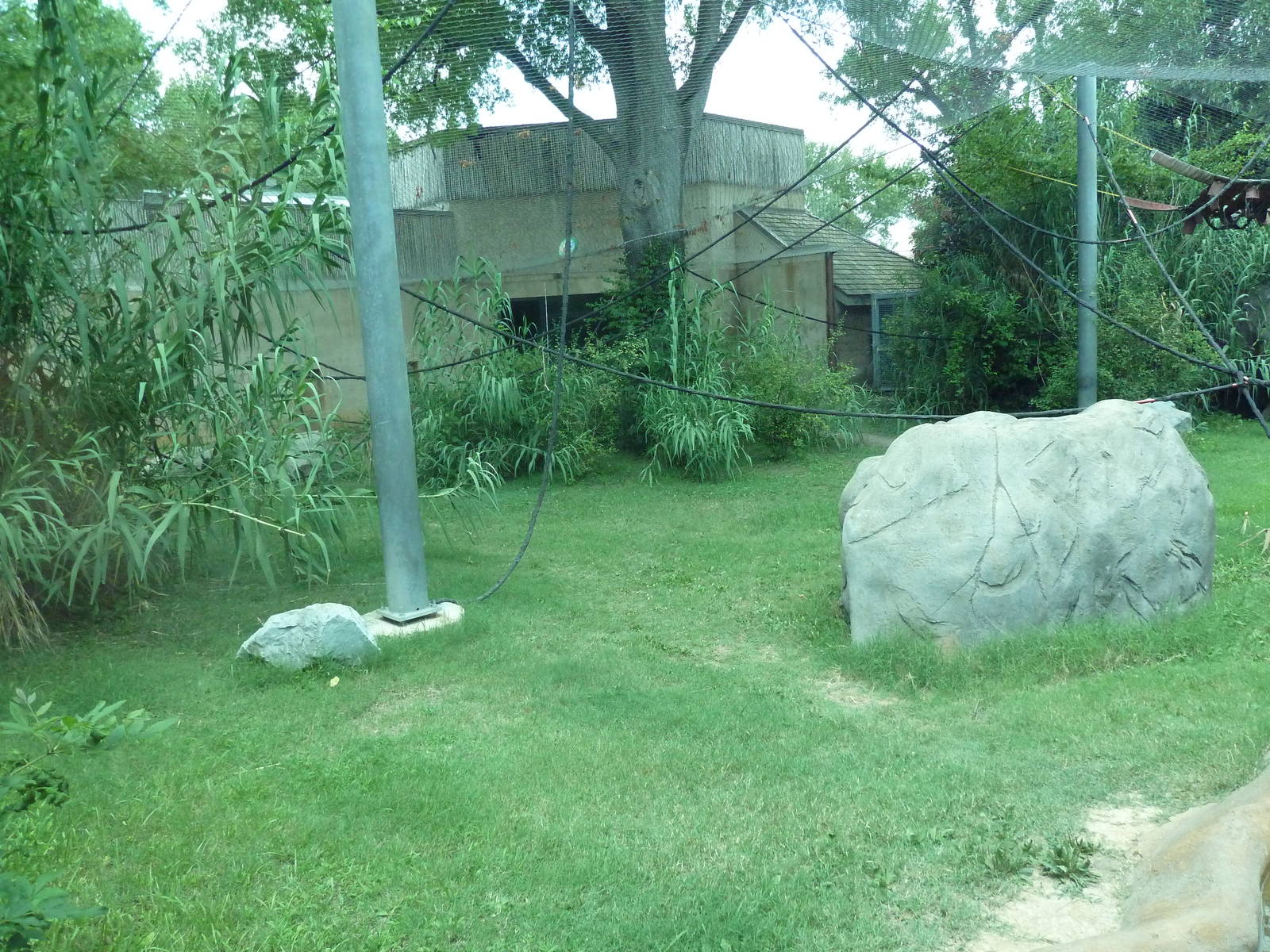 Gombe Forest - Chimpanzee Exhibit