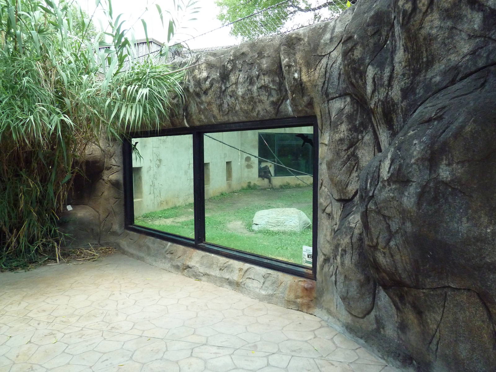 Gombe Forest - Chimpanzee Exhibit