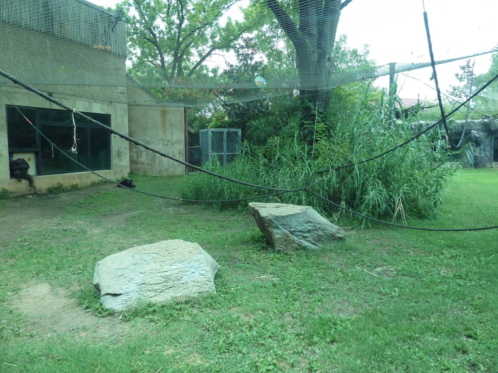 Gombe Forest - Chimpanzee Exhibit