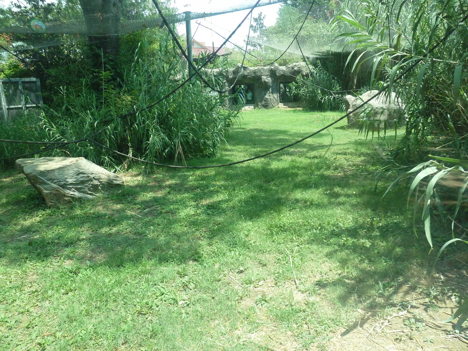 Gombe Forest - Chimpanzee Exhibit
