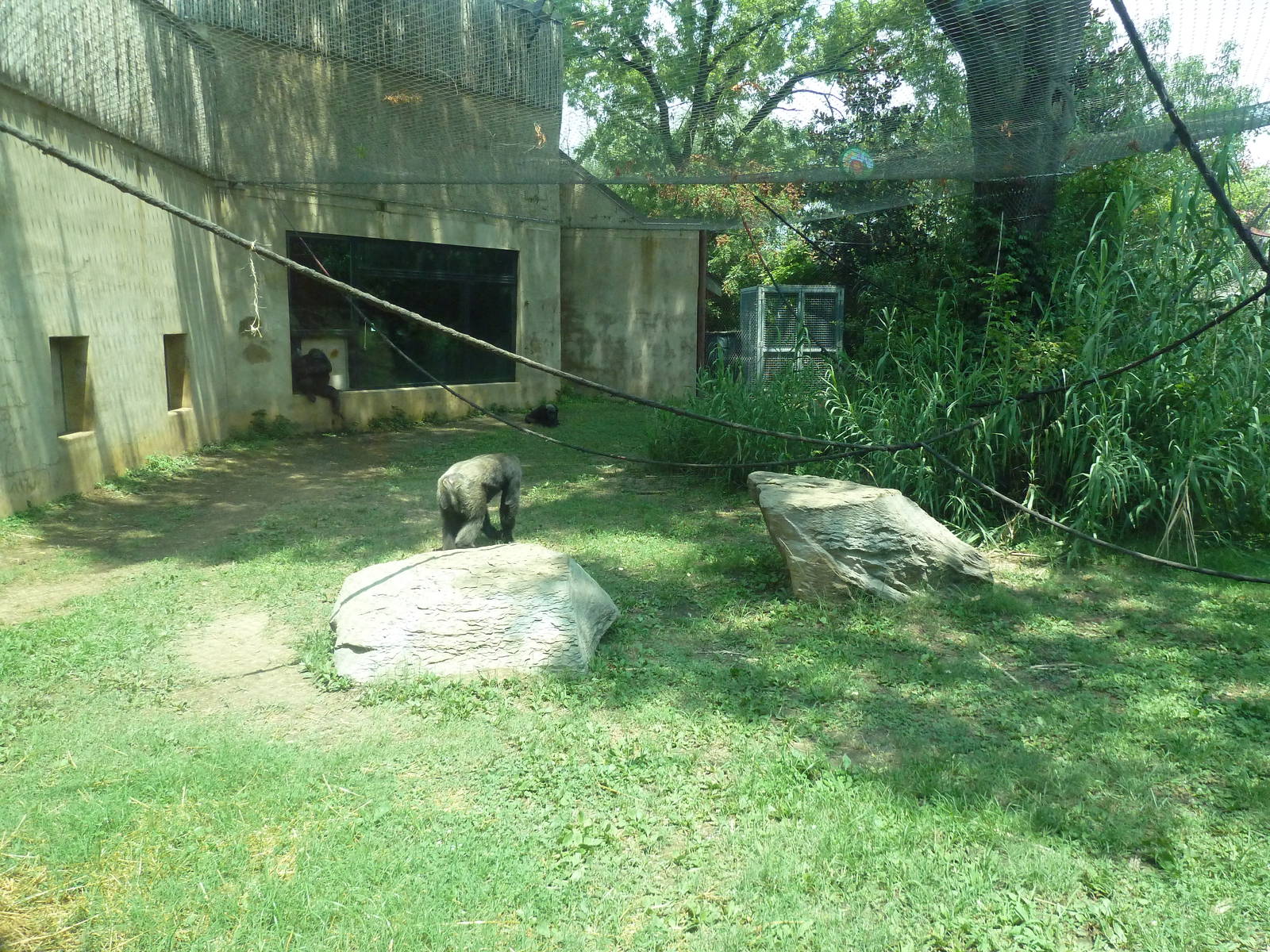 Gombe Forest - Chimpanzee Exhibit