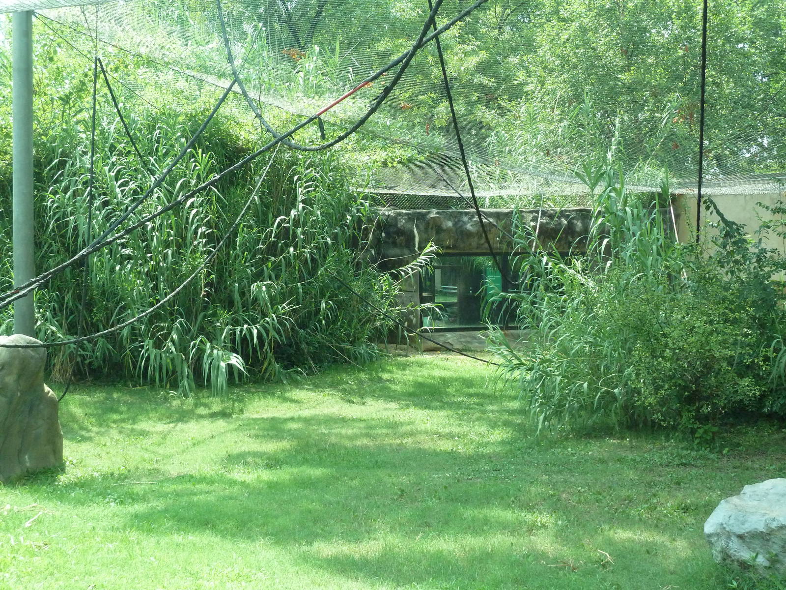 Gombe Forest - Chimpanzee Exhibit