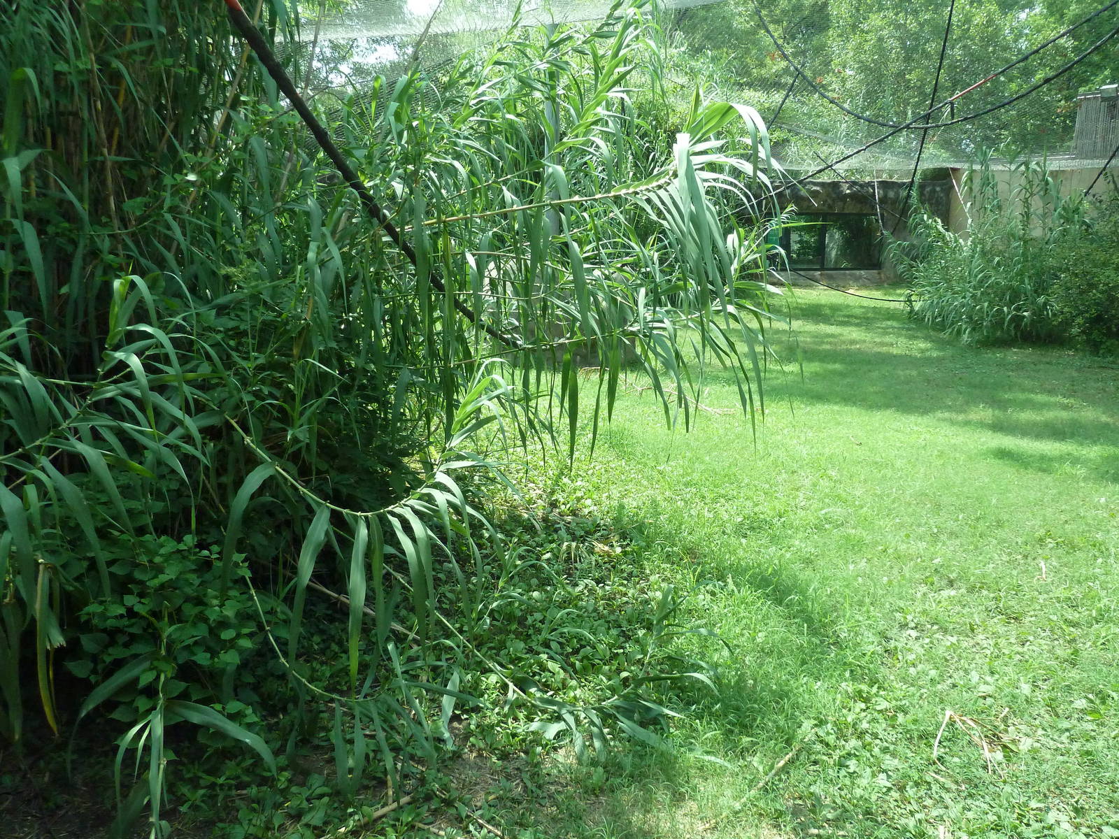 Gombe Forest - Chimpanzee Exhibit