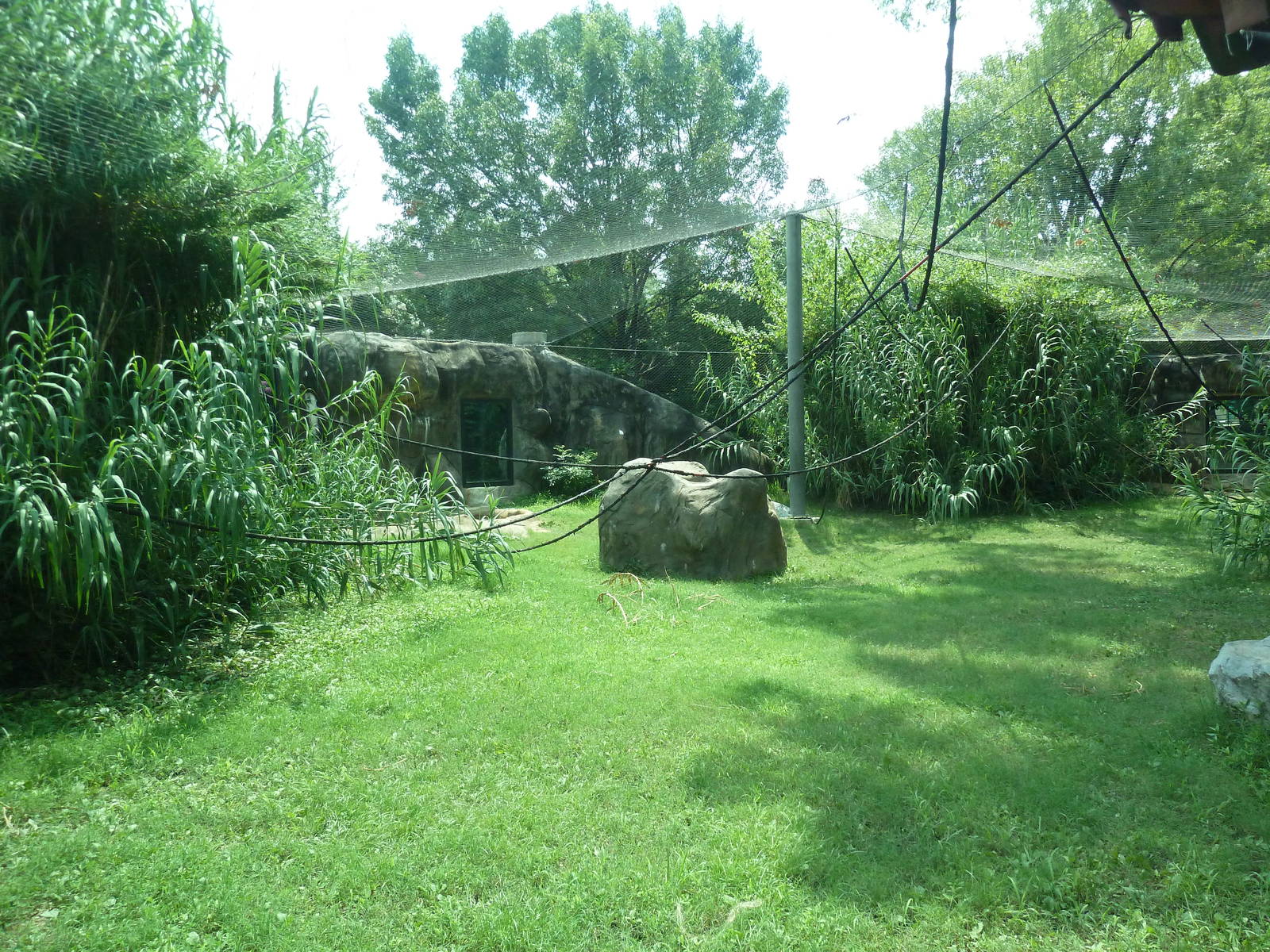 Gombe Forest - Chimpanzee Exhibit