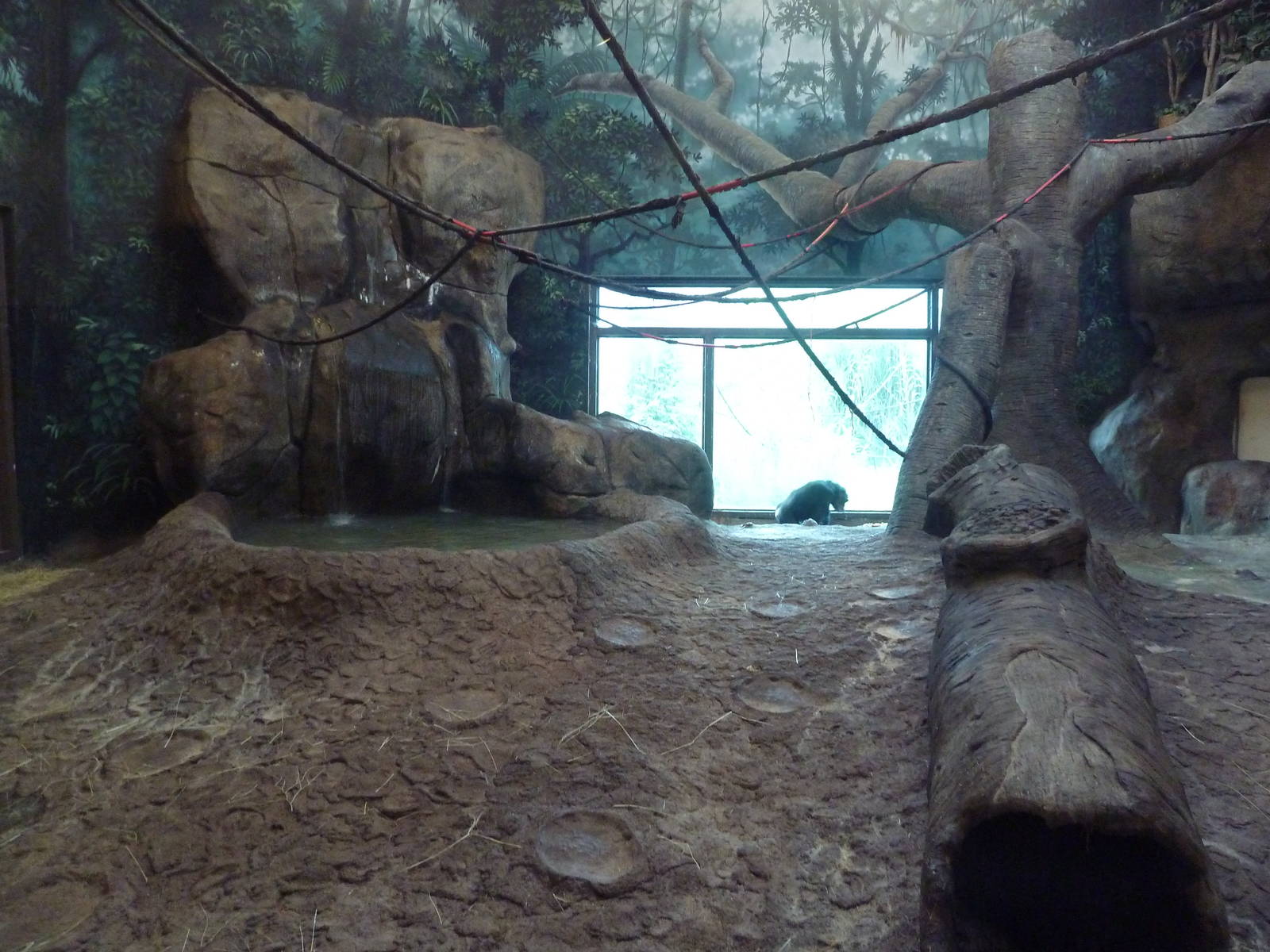 Gombe Forest - Chimpanzee Indoor Exhibit
