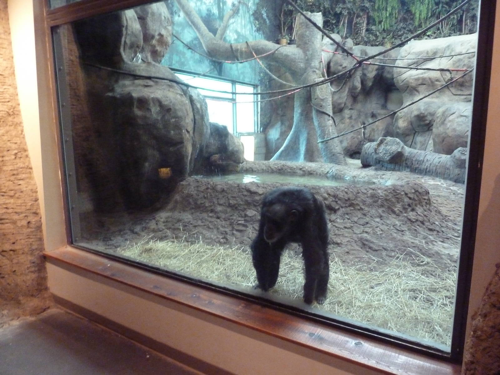Gombe Forest - Chimpanzee Indoor Exhibit