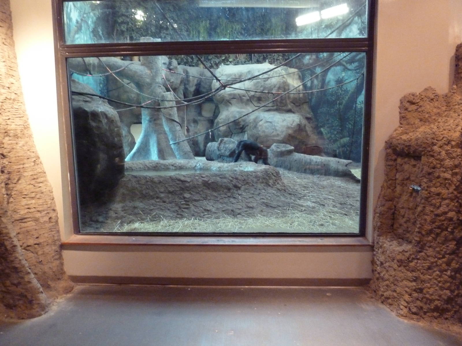 Gombe Forest - Chimpanzee Indoor Exhibit