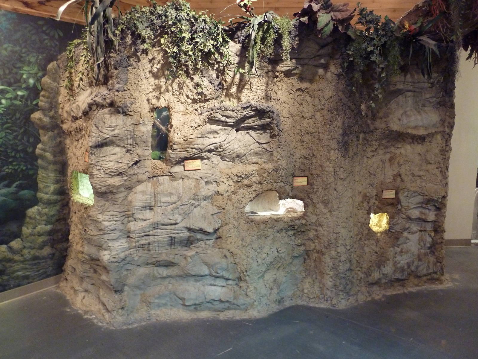 Gombe Forest - Terrariums