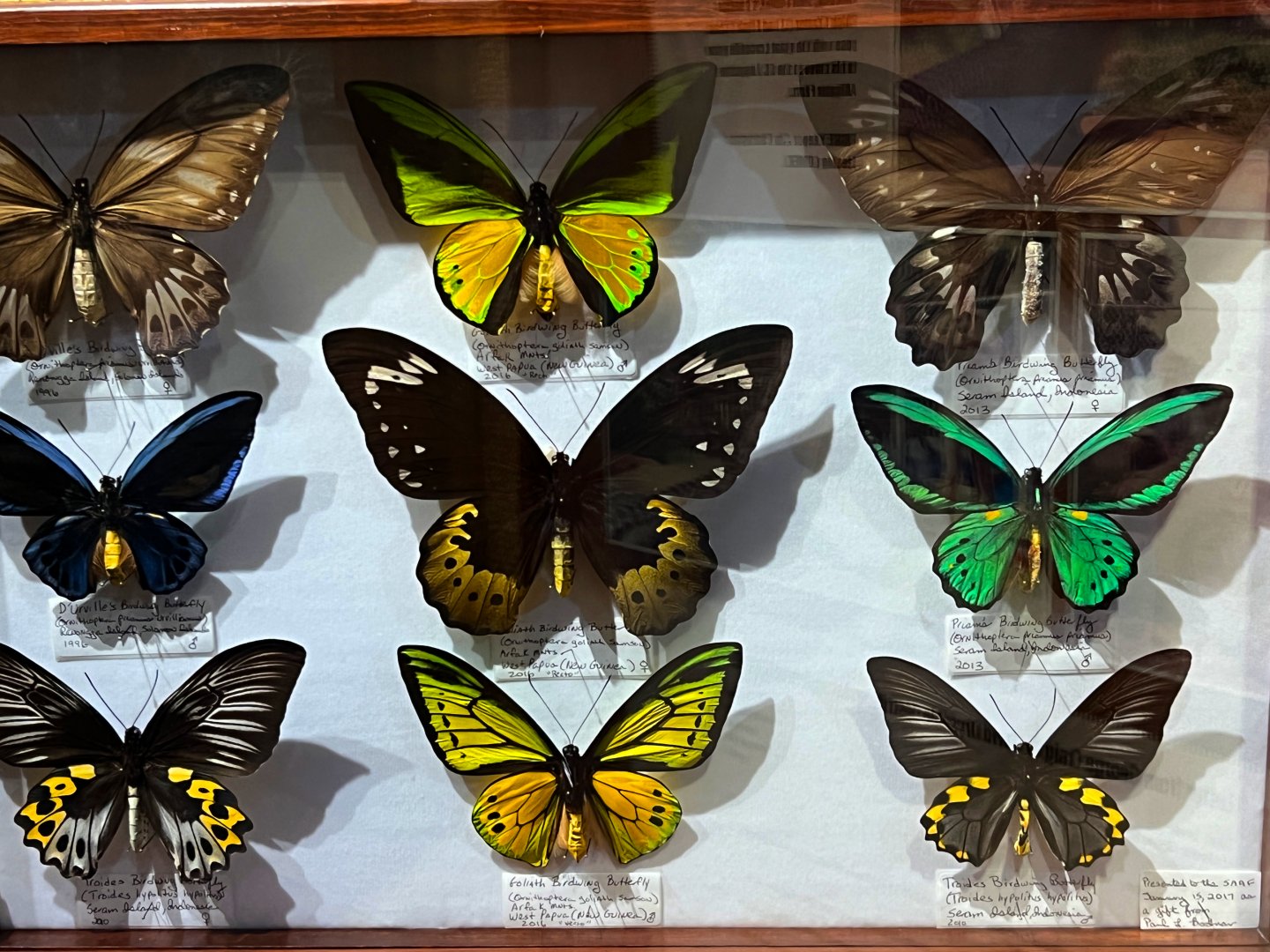 Gomek Forever - Butterfly Specimens