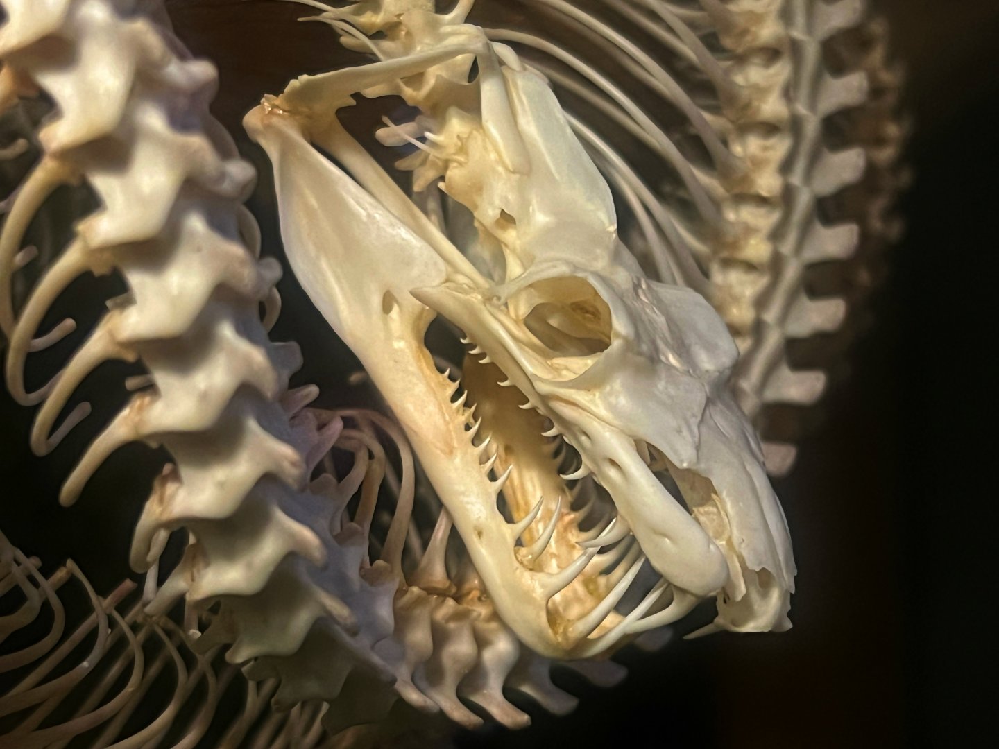 Gomek Forever - Green Tree Python Scary Teeth