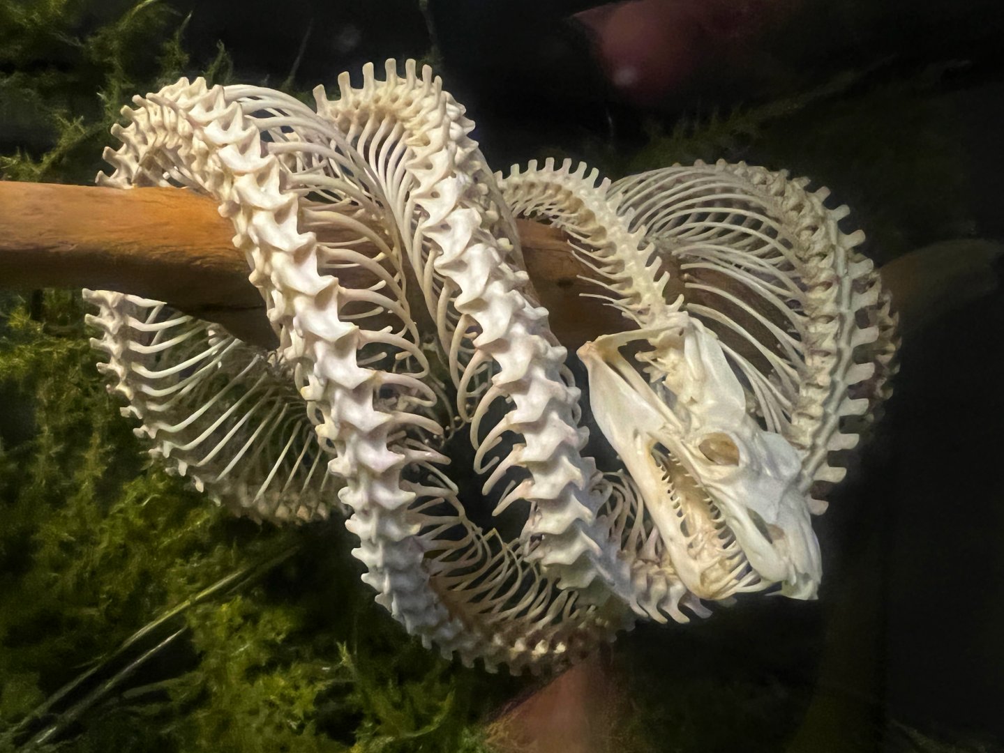 Gomek Forever - Green Tree Python Skeleton