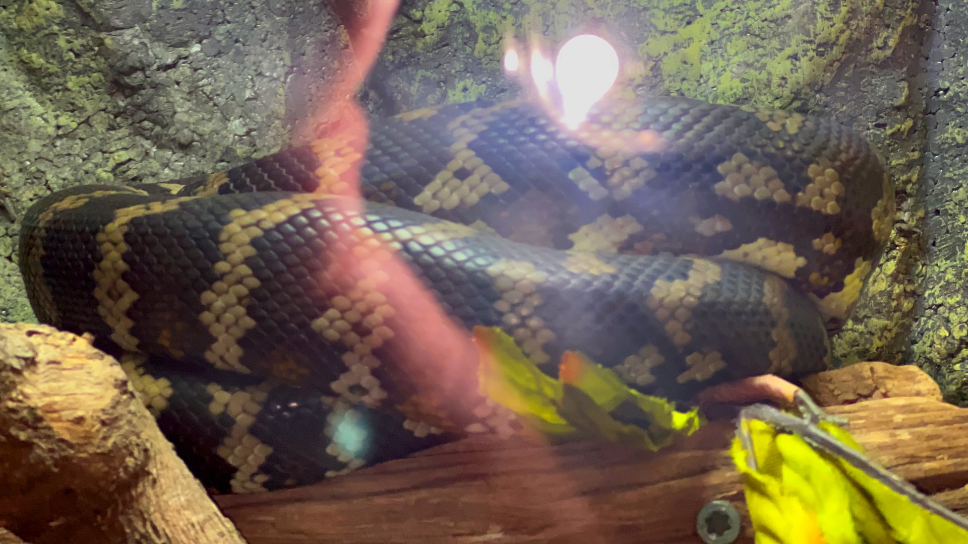 Gomek Forever - Jungle Carpet Python