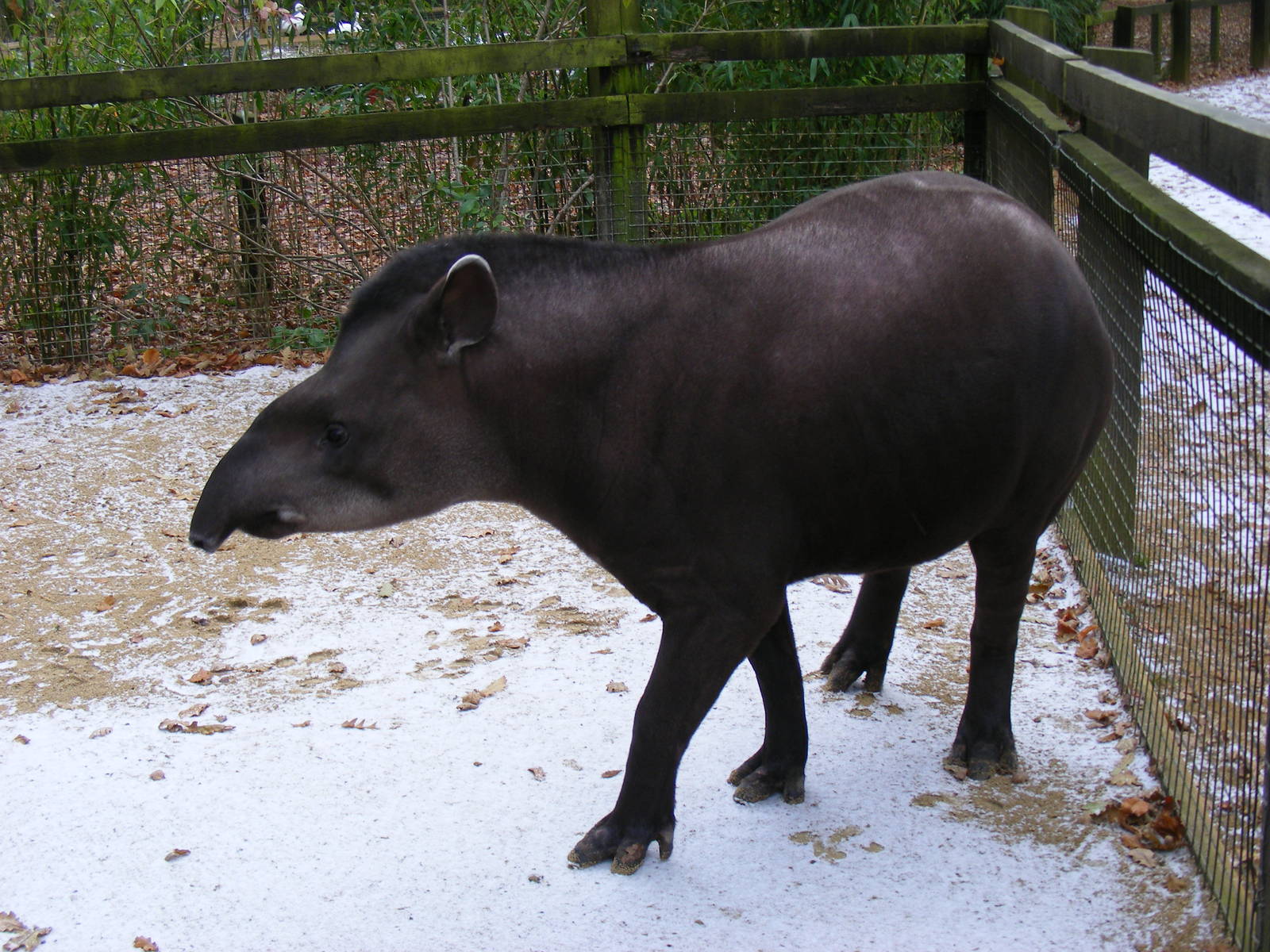 Gomez the Brazilian tapir at Cotswold Wildlife Park, 27 November 2010