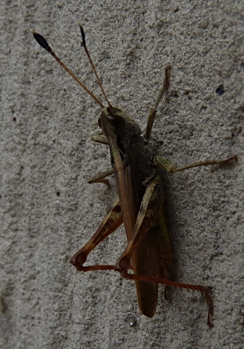 Gomphocerippus rufus, male