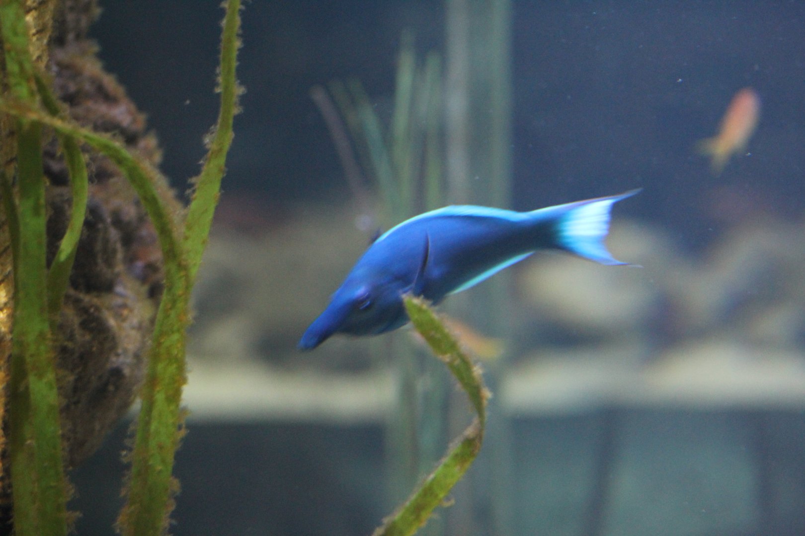 Gomphosus caeruleus?