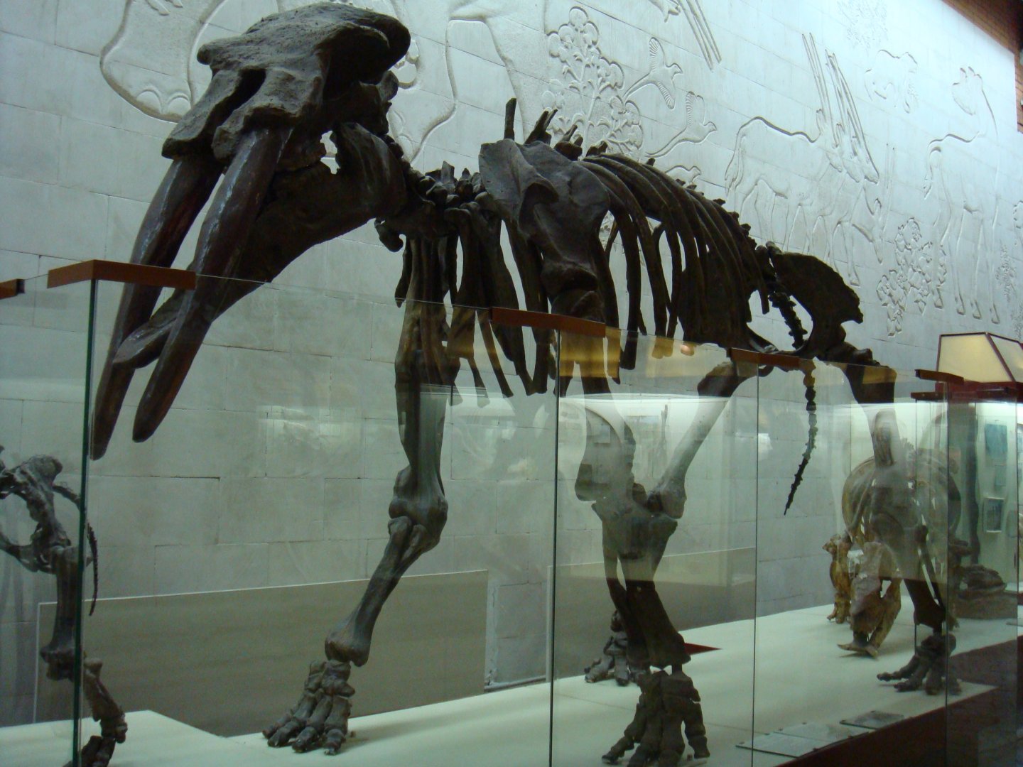 Gomphotherium atavus skeleton
