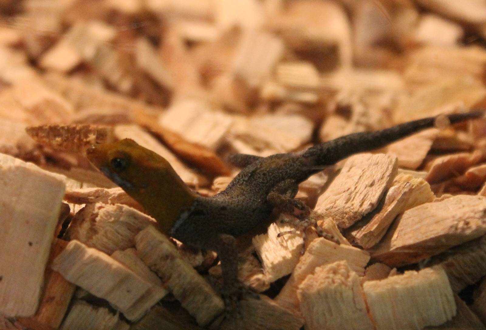 Gonatodes albigularis