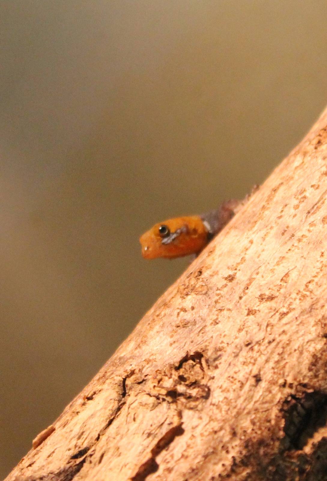 Gonatodes albigularis